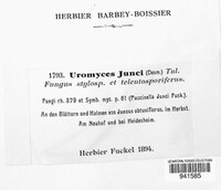 Uromyces junci image